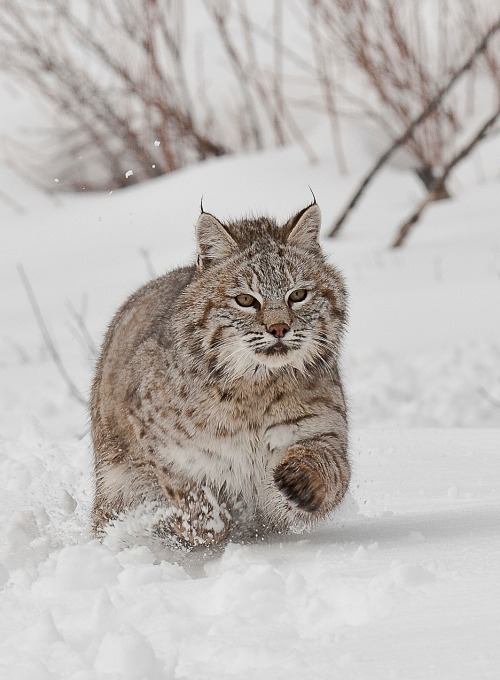 beautiful-wildlife: Bobcat by Tom Littlejohns