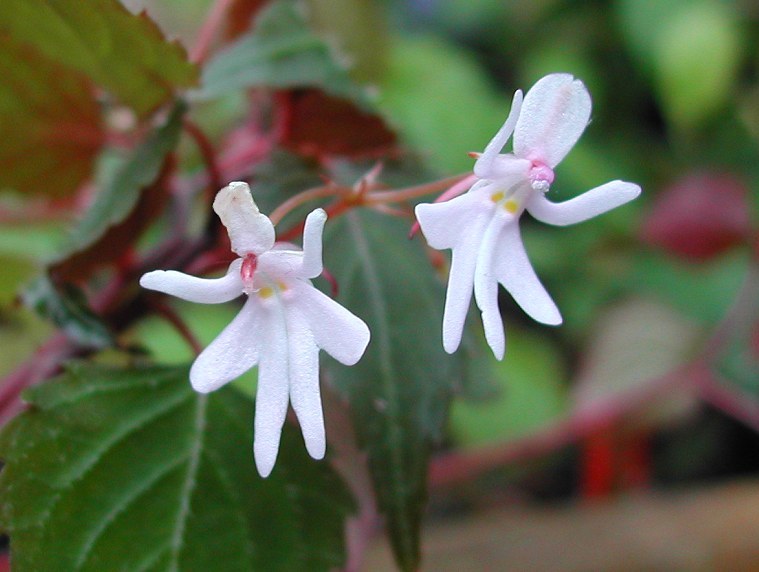 sixpenceee:  Impatiens bequaertii is a rare species from the rainforests of east