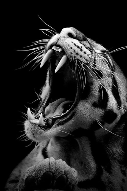 loopformen:  Portraits of Animals┋©┋LOOP 