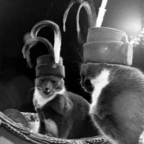 miroirbeaumiroir:James Whitmore - Le chat nommé Monkey a une grande collection de chapeaux, vers 194