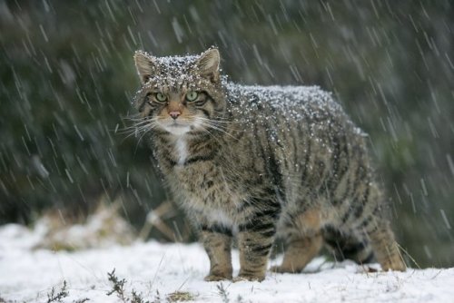 pagewoman:  Scottish Wildcat 