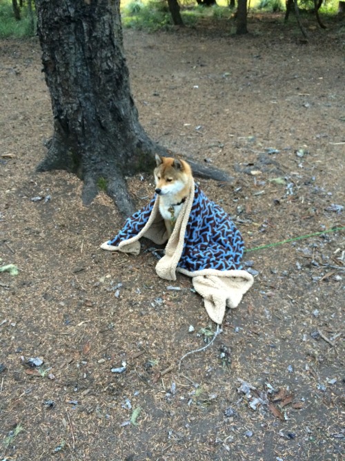 kumaandbean:   Kuma gets a chill. 