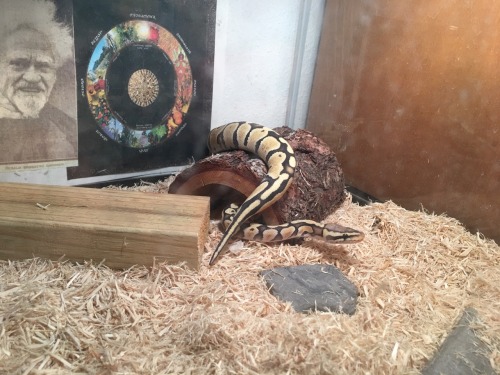 druggeddraccus:Somebody is happy and fed :)