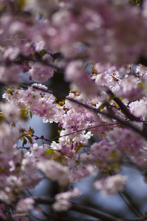 i finally caught sakura blooming in riga