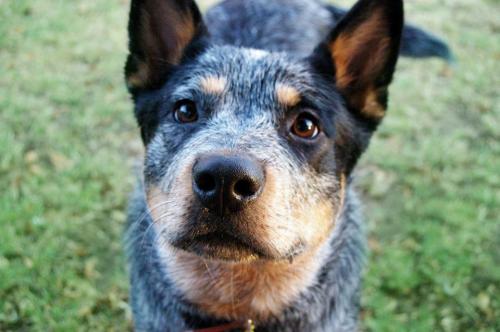 handsomedogs:This is Denny, my two year old pure bred Blue Heeler <3