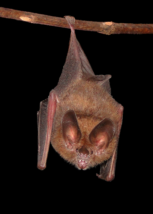 Your Daily Batty Dose!Species: Micronycteris microtis [xx]