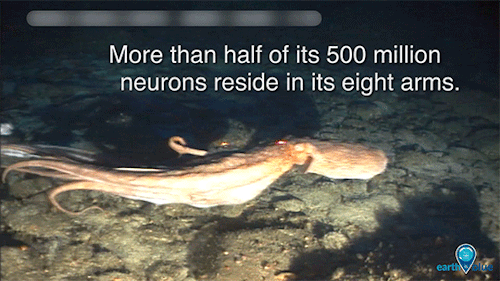 What Makes Octopuses So Awesome?
