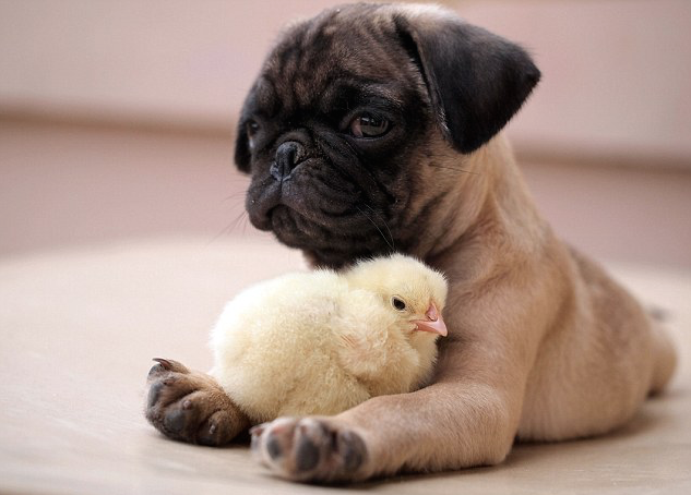 irontemple:  nubbsgalore:  puppy pug and chick are best friends.  photos by tim