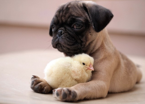XXX nubbsgalore:  puppy pug and chick are best photo