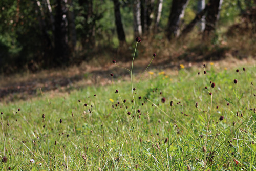 Back to this summer with great burnet.