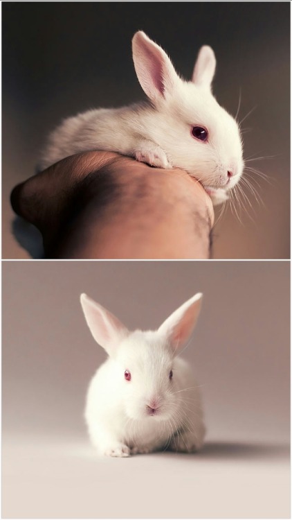 lolawashere:I Did A Newborn Photo Shoot With My Baby Bunny @mothsplaining