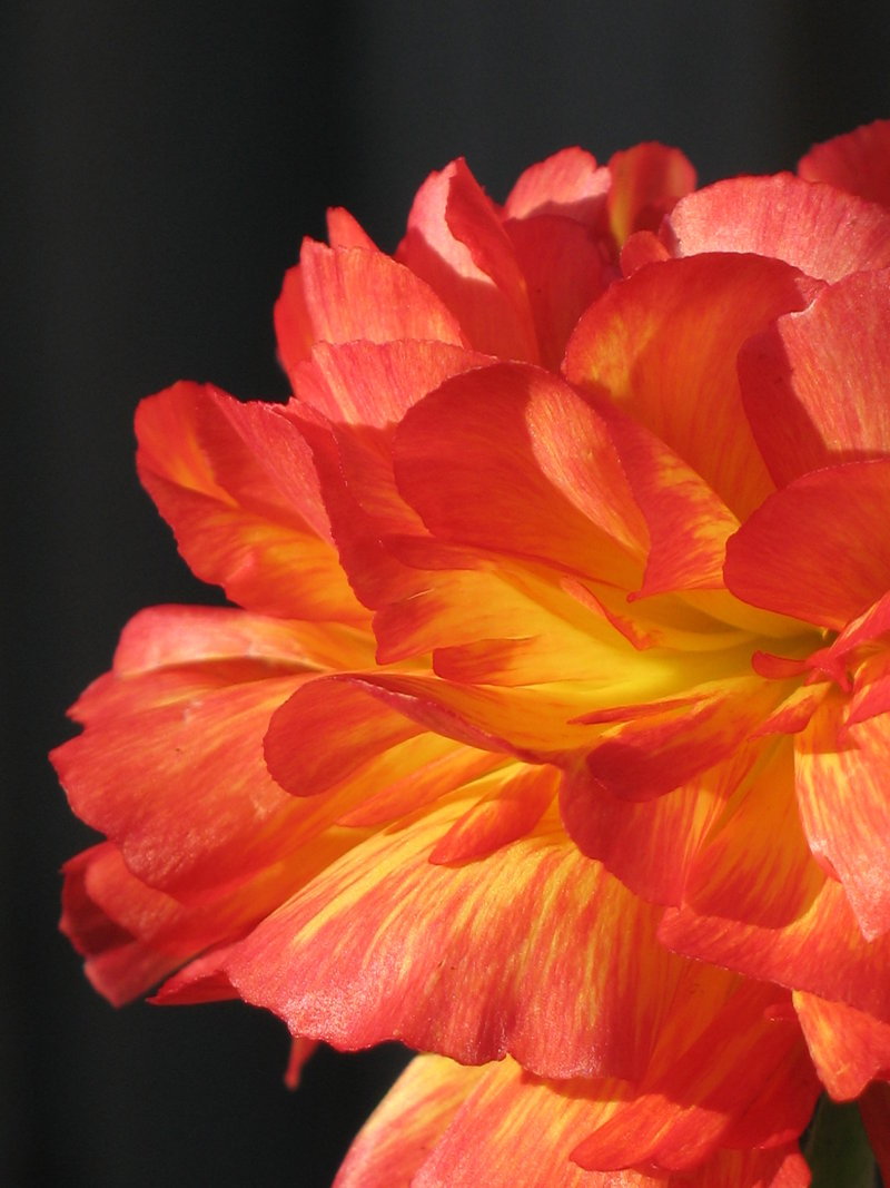 tinnacriss:  ranaculus II by sweet-superg  