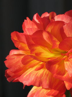 Tinnacriss:  Ranaculus Ii By Sweet-Superg  