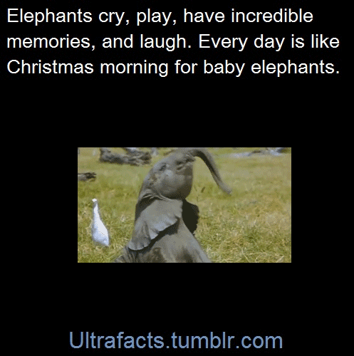 story-teller-izzy: per-favore-join-me-on-my-journey:   imdemetrialynn:   peace-love-rough-sex:  gleaux:  ultrafacts:  1017sosa300:  ultrafacts:   Sources: 1 2 3 4 5 6 7 8 9 10   Follow Ultrafacts for more facts   baby elephants are so CUTE  Adding more