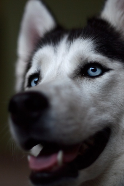 plasmatics:  Beautiful Dog [via/more] By