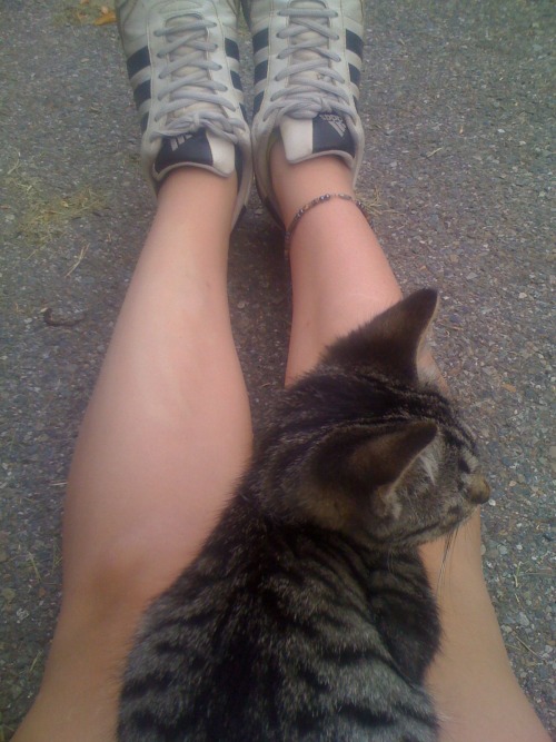 robotlyra: hermeowjesty: YESTERDAY I MET A BUNCH OF KITTIES AND THEY WERE SWARMING ME AND I WAS CUDD