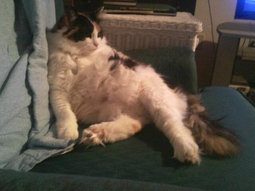 ladybug:  my cat chillin’ like a villain  