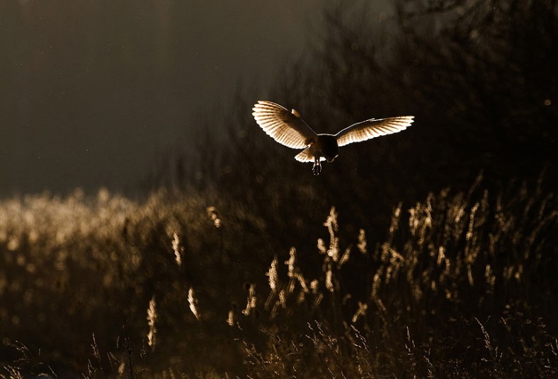 Cruising for chow (Barn owl)