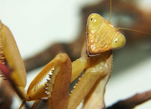 cool-critters: African mantis (Sphodromantis lineola) The african mantis is a species of praying man