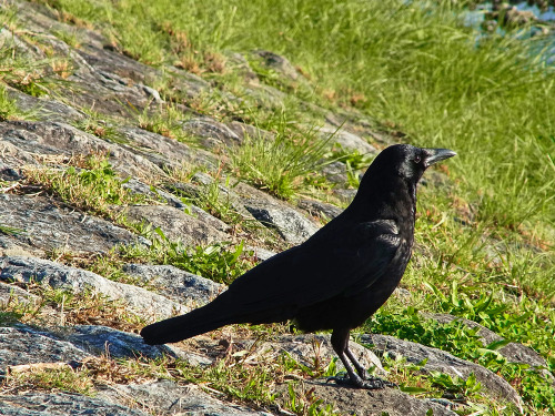 kinkurohajiro:2 dec. 2014(火) crows @ Kamogawa , Kyoto.  1&2,9&10; Carrion Crow adults 3&4; Jungle Crows, 5-8; young Carrion Crows.