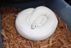 livinginmiasma:  soft lil marshmallow snake