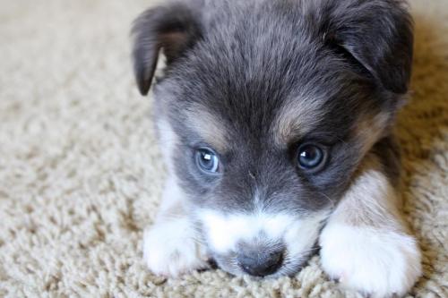 huffingtonpost:  Some adorable mutts to get you through your hump day.   Omg the spotted one!