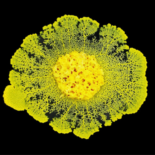 Physarum polycephalum