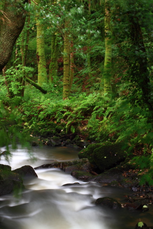 Woodland stream, Luxulyan Valley by Mike Crowle