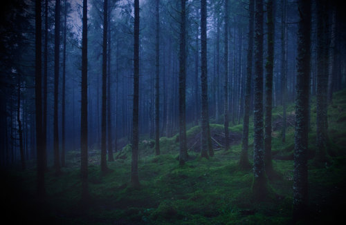 megacork-photography: the forest is the best secret keeper get it here