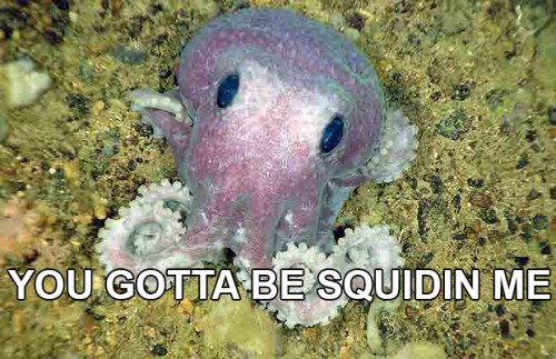 thequillotine:Someone on Twitter requested some squid memes, so I made these.@astraldepths !!!!!!!!!