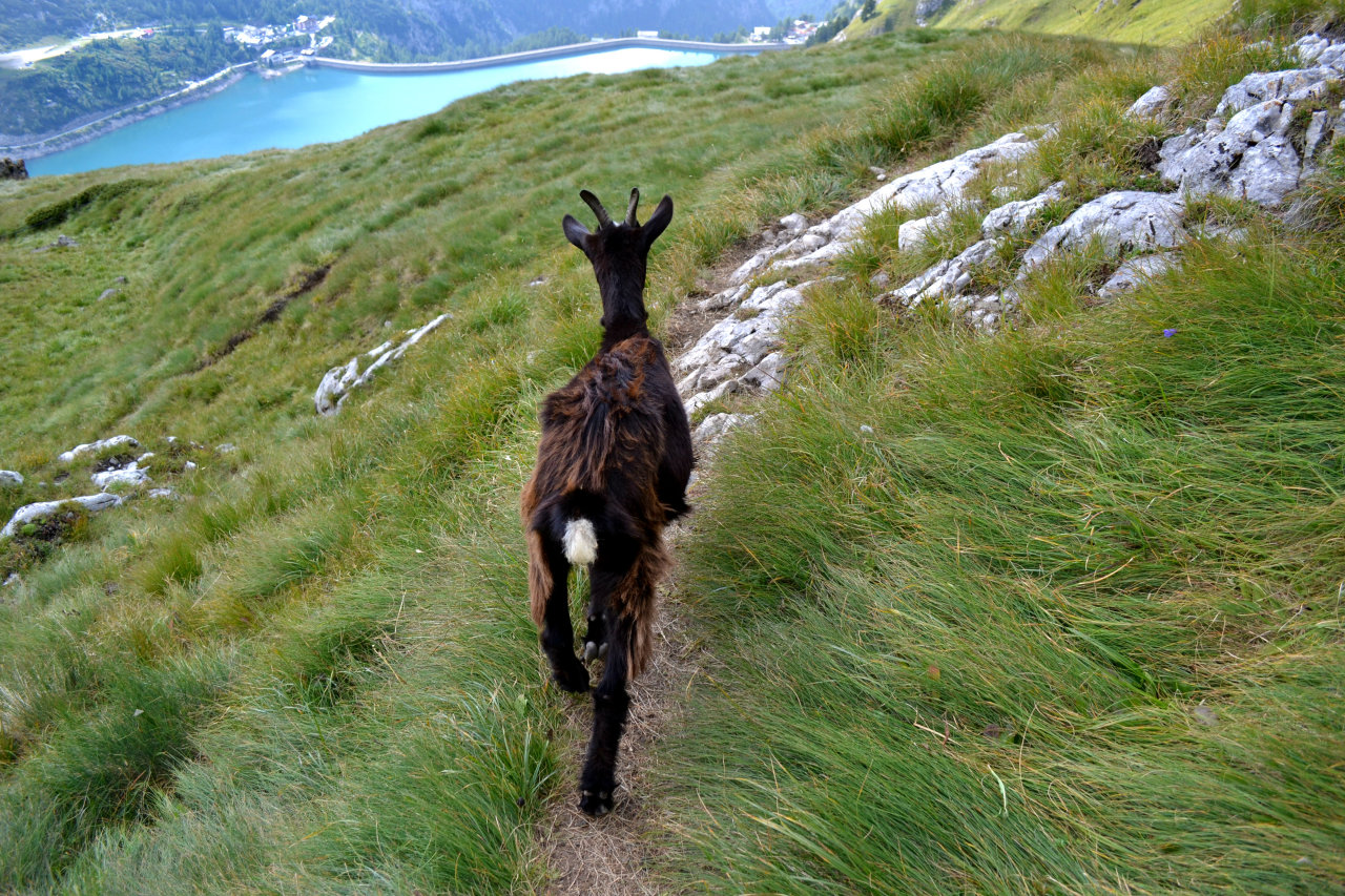 eartheld:  amadahy:  View from an hike in Canazei, Italy  my eyes are literally watering