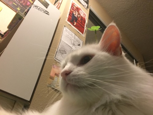 barbiegutzz:Hey everyone look at my cat who has a lil sprout on his lil head