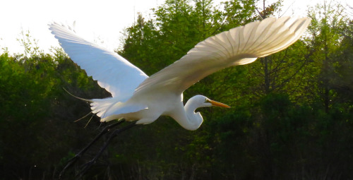 Great Egret (Ardea alba) >>by Joseph Eudovich