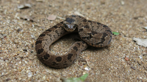 snouted night adder