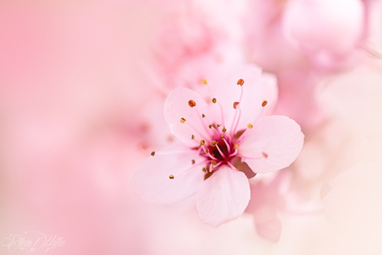 drxgonfly:  Soft Dream (by  Eileen Hafke) 