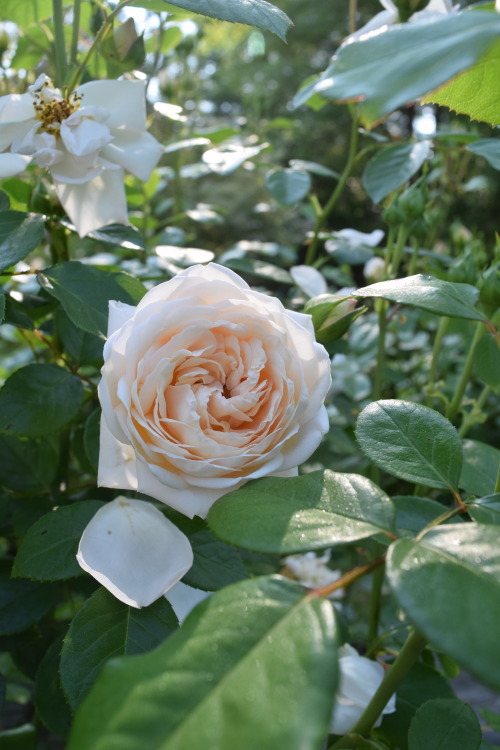 berniewong:Warm weather is here, the garden is bursting with bloom.Oooh love the stock tank / pond!