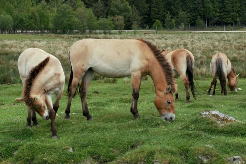 thethingsiveseen-photography:Przewalski’s horses, Highland Wildlife Park.   #Zoo tycoon i