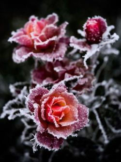 nordicsublime: Winter roses - madebymaly.nl