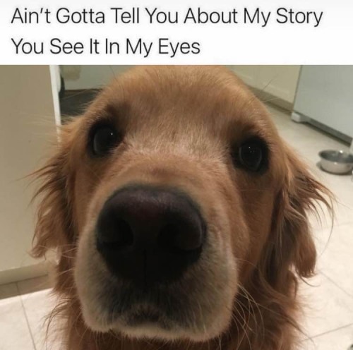 tobester - tobydog