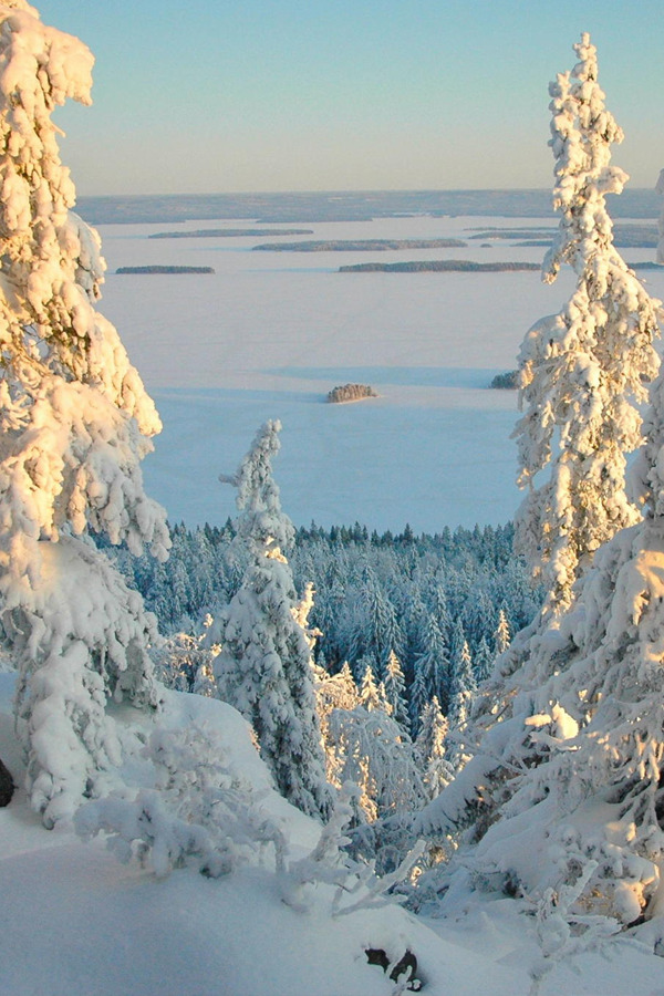 brazenbvll:  Spruce and Pine : (©)  