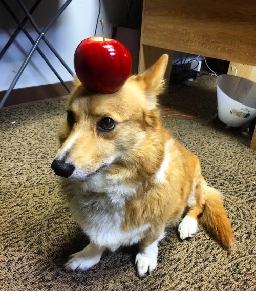 Templeton helping out at work! The Apple is used for scale shots!