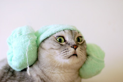 unimpressedcats:  save me obi wan  