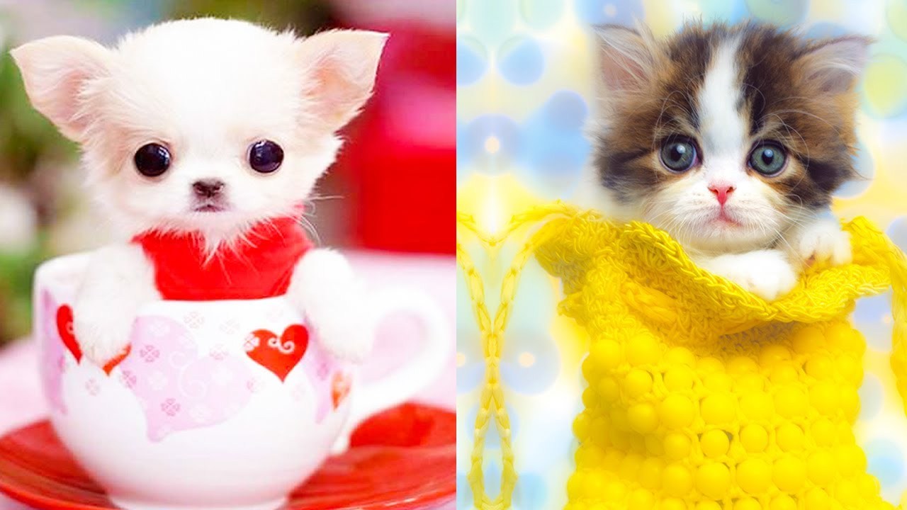 pics Baby Dog Baby Pictures Of Cute Animals wow animals aww animals soo cute