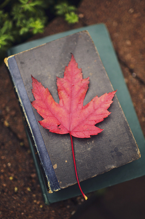 l0stship: the annual “leaf on book” shot. / by Kevin van der Leek