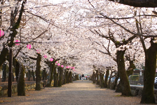 shakle-rayz:  菊池神社の桜は七分咲き