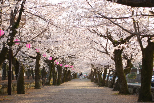 shakle-rayz: 菊池神社の桜は七分咲き