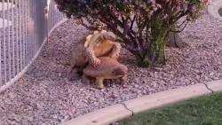 creppypizza:  creppypizza:  MY MOM SENT ME THIS PICTURE OF MY TORTOISE AND I AM SCREAMING. HE FOUND THE CERAMIC TORTOISE. OH MY GOD. STANLEY NO! YOU ARE STILL A CHILD! STOP THAT!  