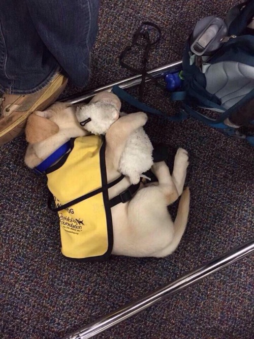 awwww-cute:Guide dog puppy with his teddy bear