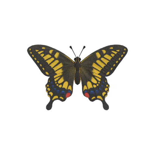 lolonnois:butterflies - animal crossing: new horizons (2020)