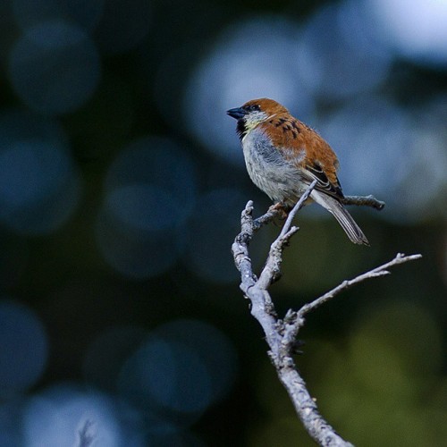 Russett Sparrow !! I photographed her at Nainital, one of the bestbplace for bird lovers#bnsnature